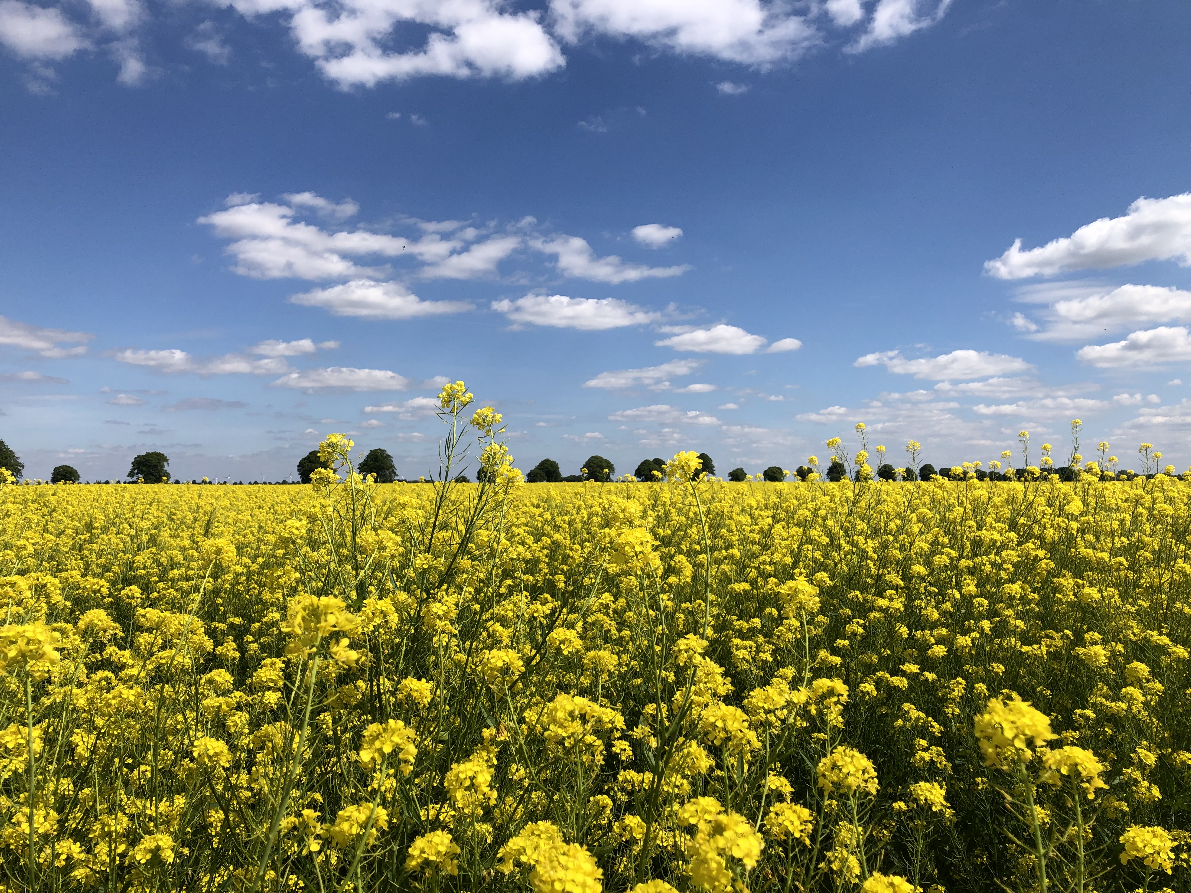 Crop Innovation: Winter-Sown Mustard Seed