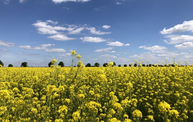 Winter-Sown Mustard