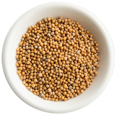 Yellow Mustard Seeds Image